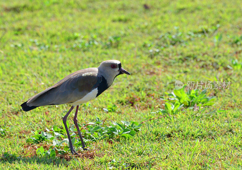 南田凫(Vanellus chilensis，当地称为“quero-quero”)，巴西巴西利亚